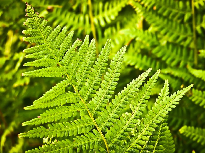 Fern in a vertical garden