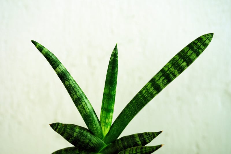 Snake Plant