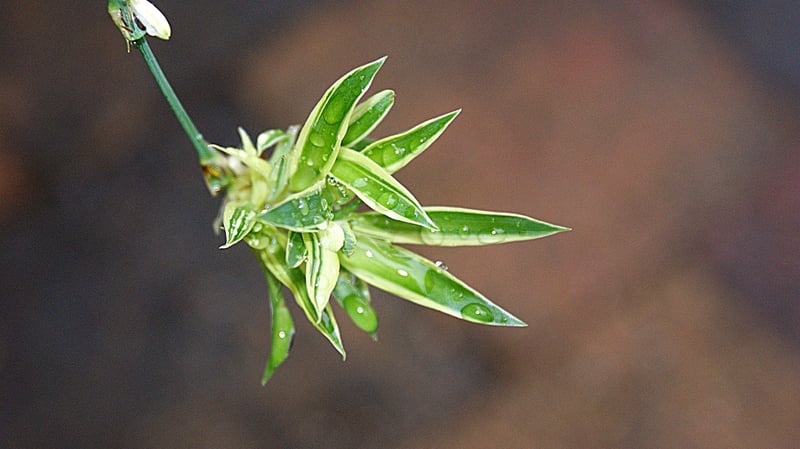 Spider Plant